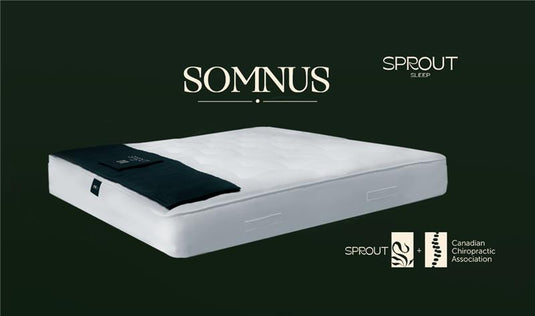 Somnus mattress 13"